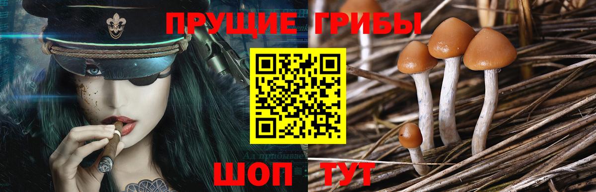 Псилоцибиновые грибы Psilocybe Норильск